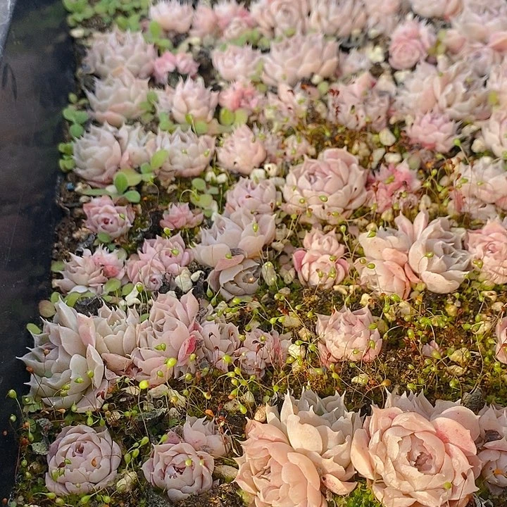 191 多肉植物盆栽花卉植物