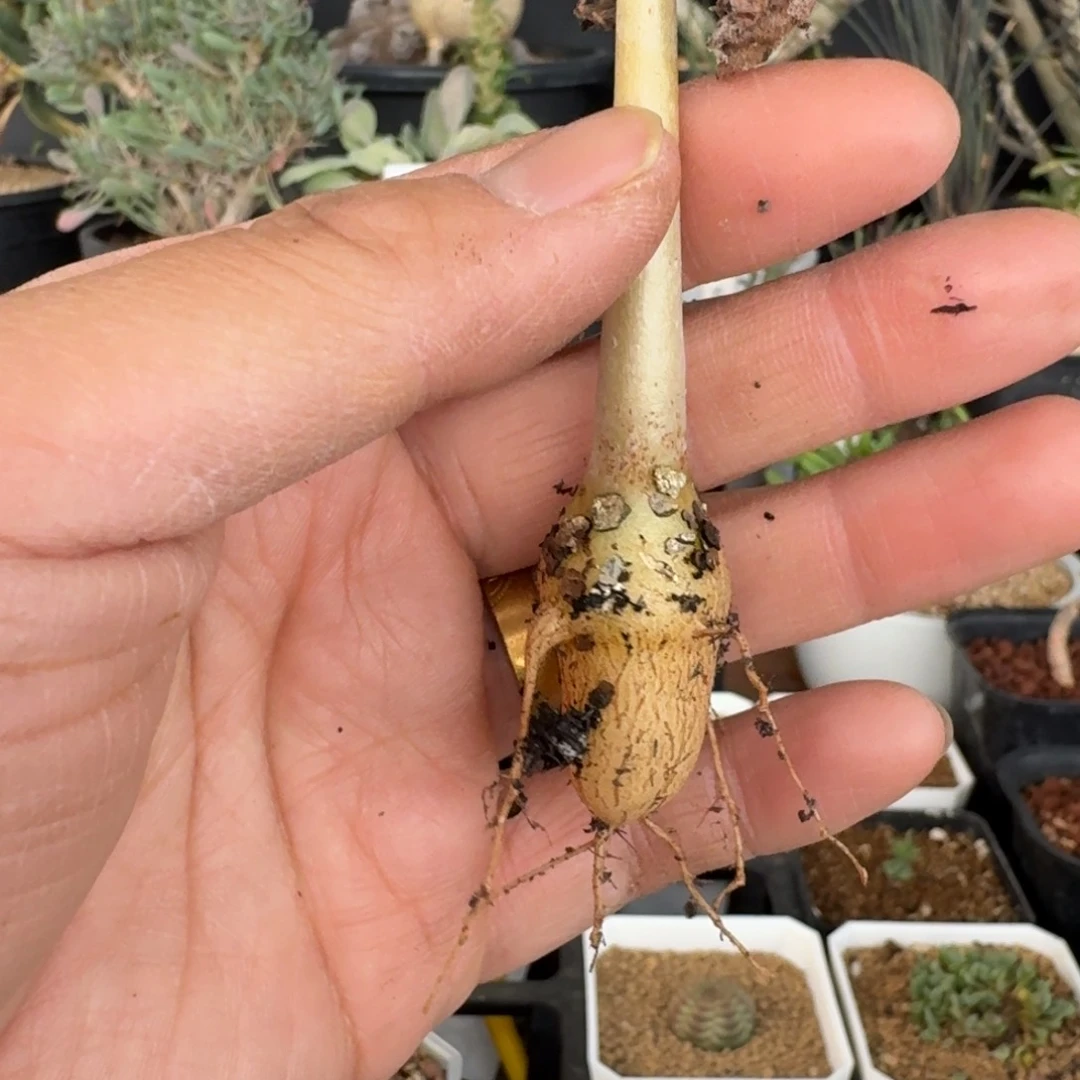 道****N安哥拉葡萄多肉植物