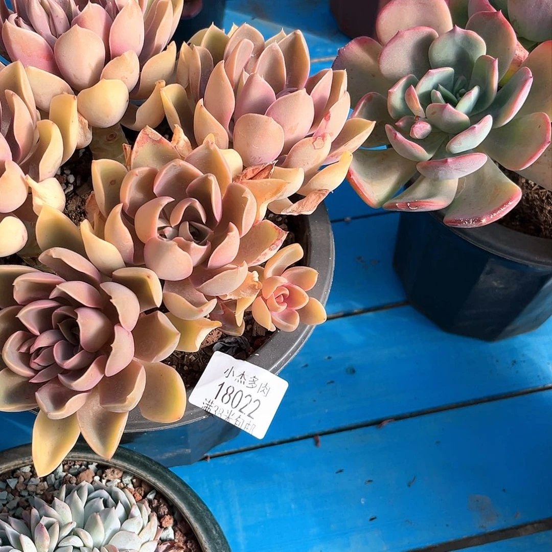 紫气东来群18022