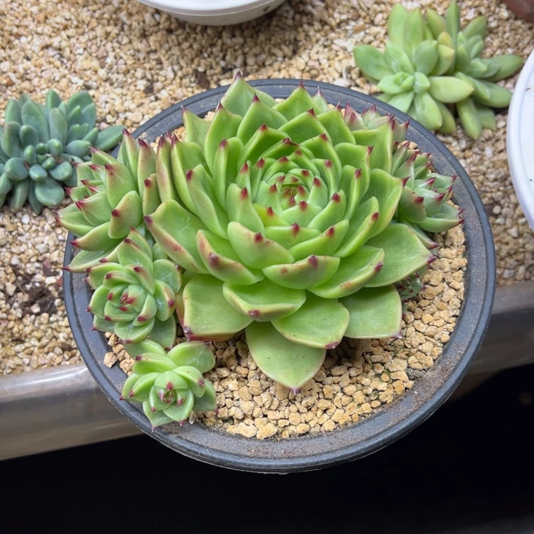 超级蓝龙 夏鸣园艺