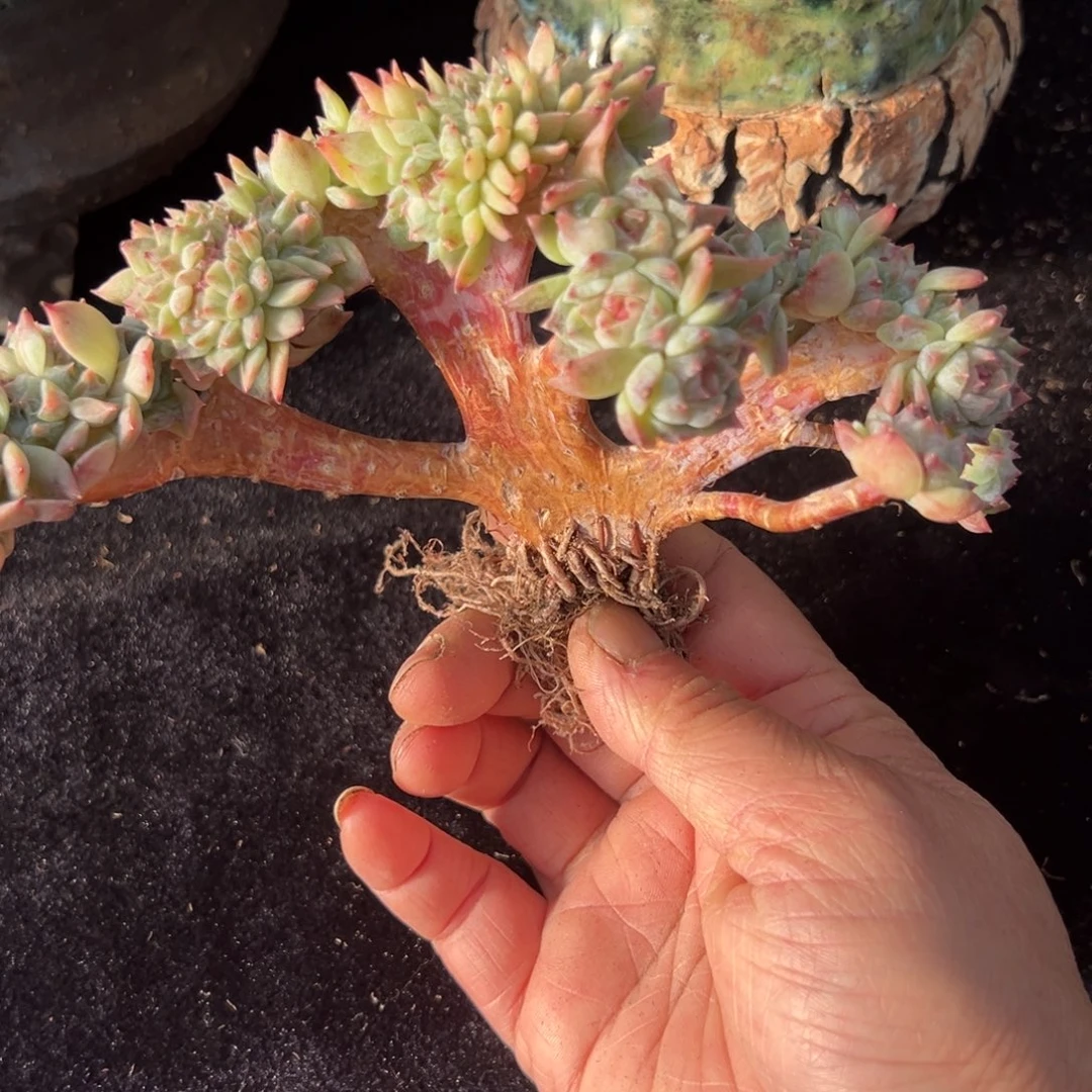 孬*嫑新年快乐啊宝宝们晚安啊宝宝888888