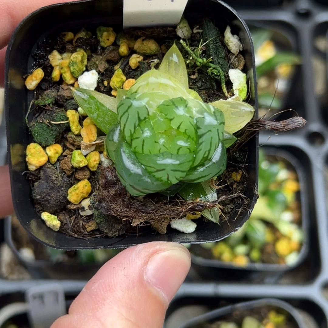 99龙鳞玉露锦一物一拍