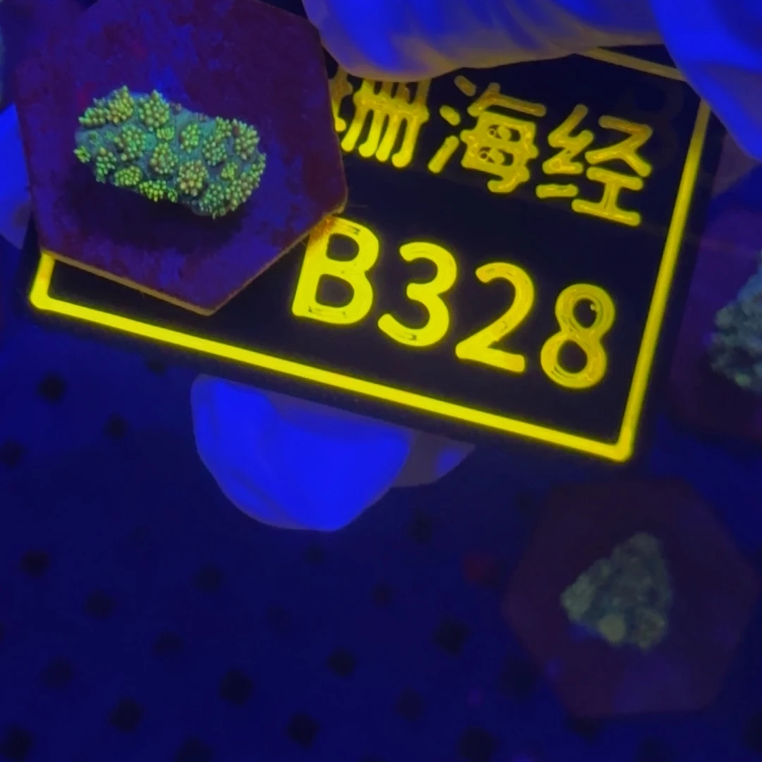 纽扣珊瑚敬*晓晓不包邮澳彩切件B328