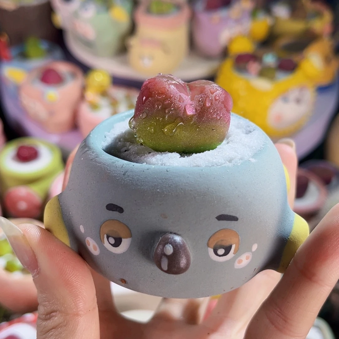 34单颗毛汉尼手工盆包邮