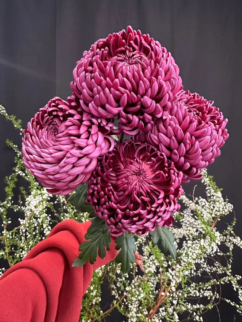 【大菊链接】云南产地直发 | 新鲜采摘