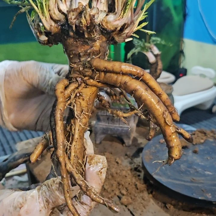 无花朵明明可以靠脸吃饭