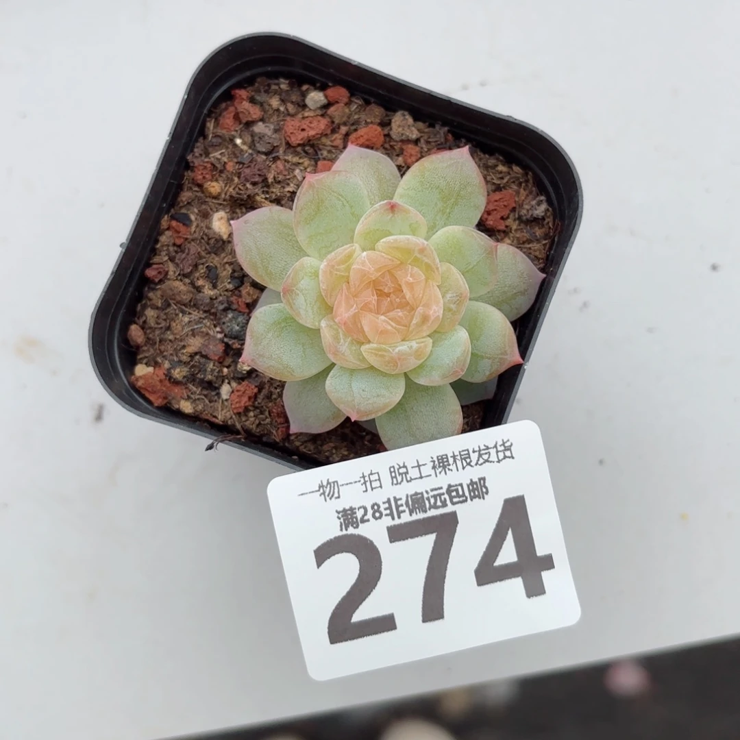优选珍妮单头无盆土发货