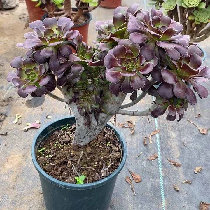 圆叶缀24多肉植物法师