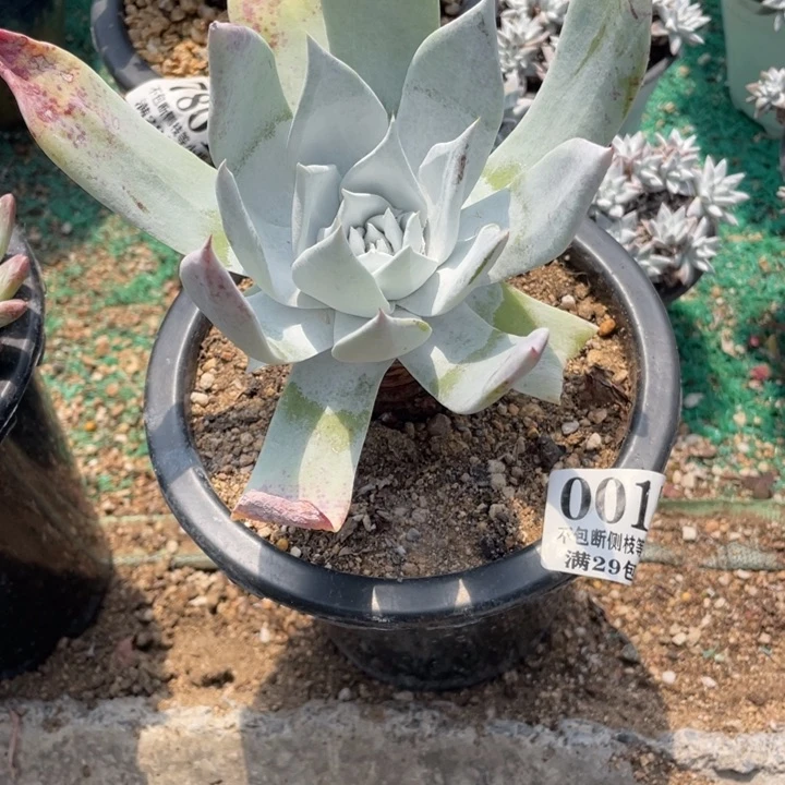 17号雪山多肉植物