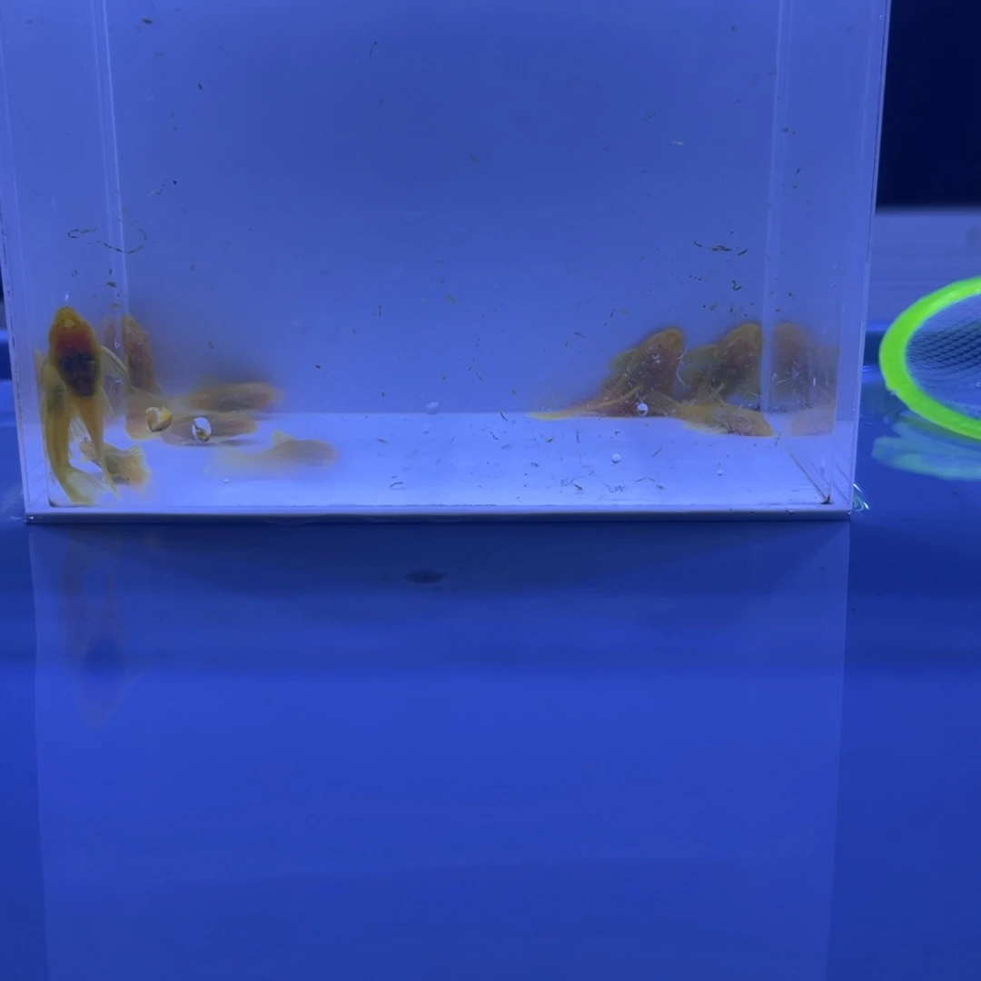 孔雀鱼胡子十条开箱视频报损