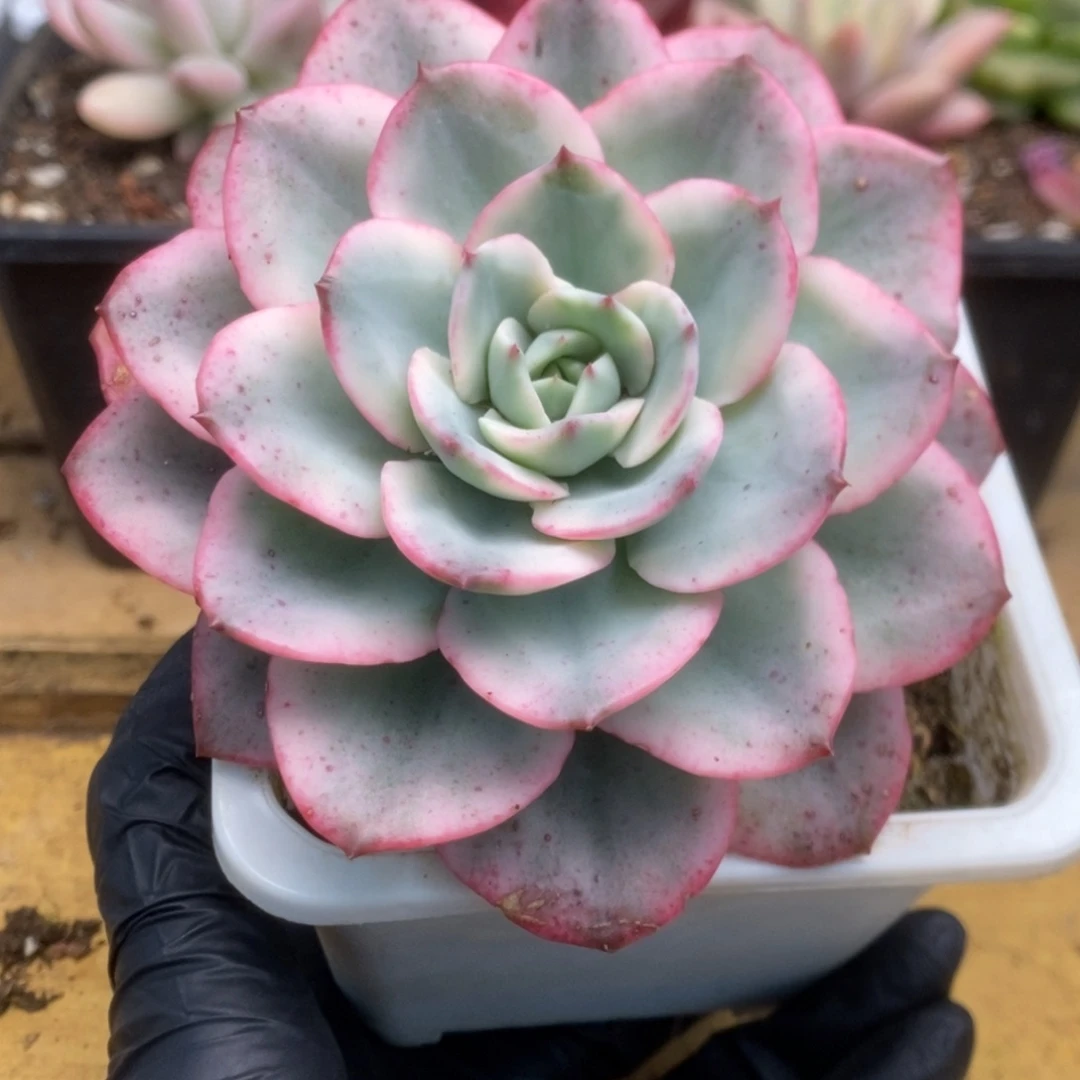 110奶油黄桃锦锦锦锦锦锦