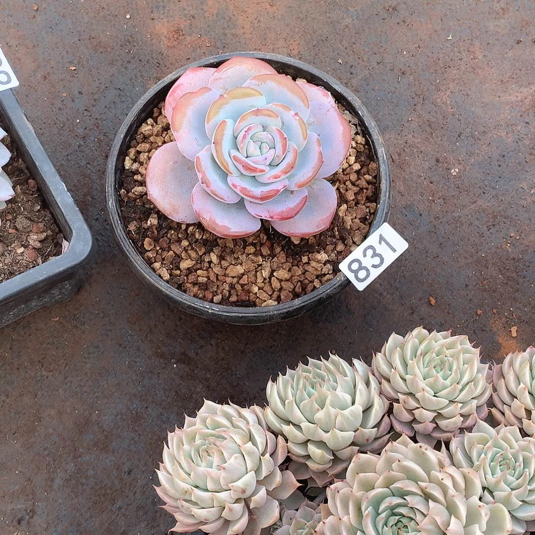 831 一物一拍多肉