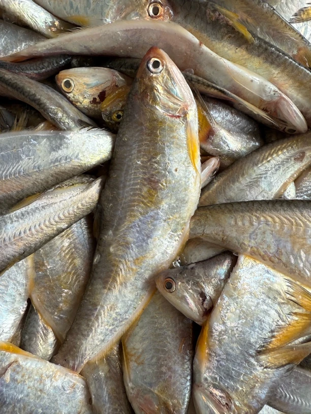 吕四黄吉鱼黄尖子顺丰冷链包邮