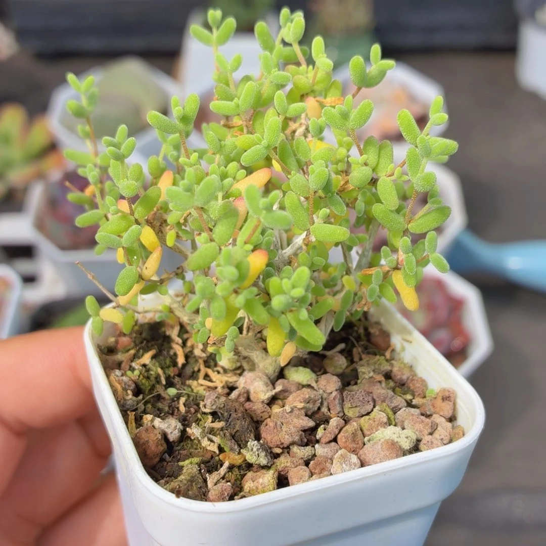 蜜橘糖球多肉9.9包邮发货