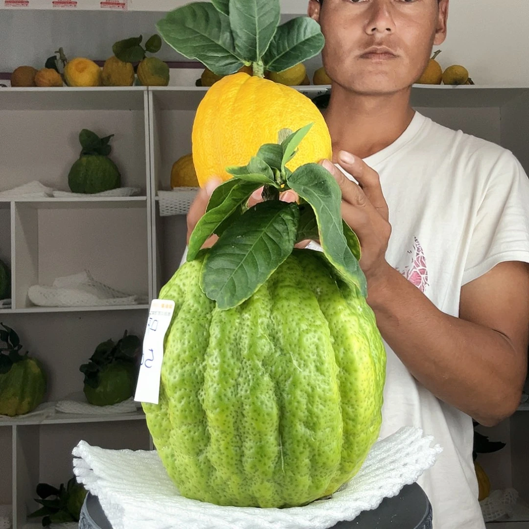 听***.香水柠檬云南高山大香橼