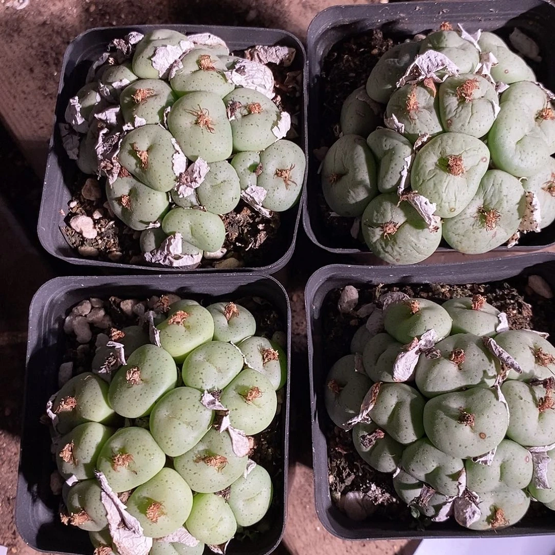 25363。   一盒大饼。