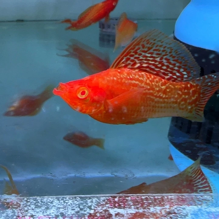 黑玛丽鱼金马丽两对