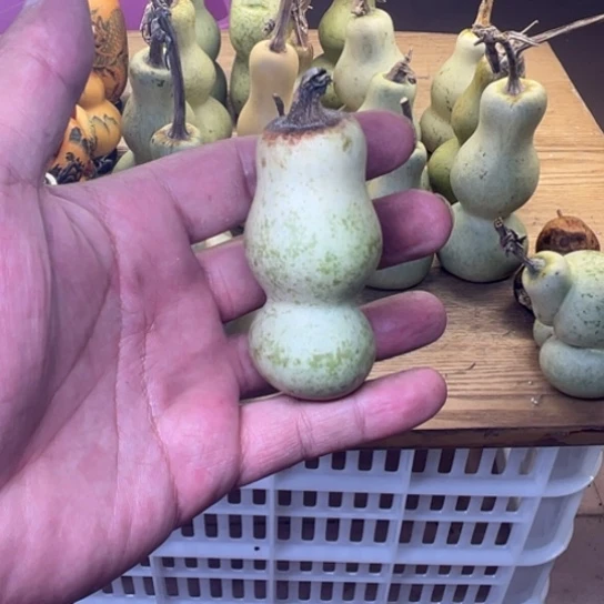 花***$葫芦葫芦等经济林木生长着大量