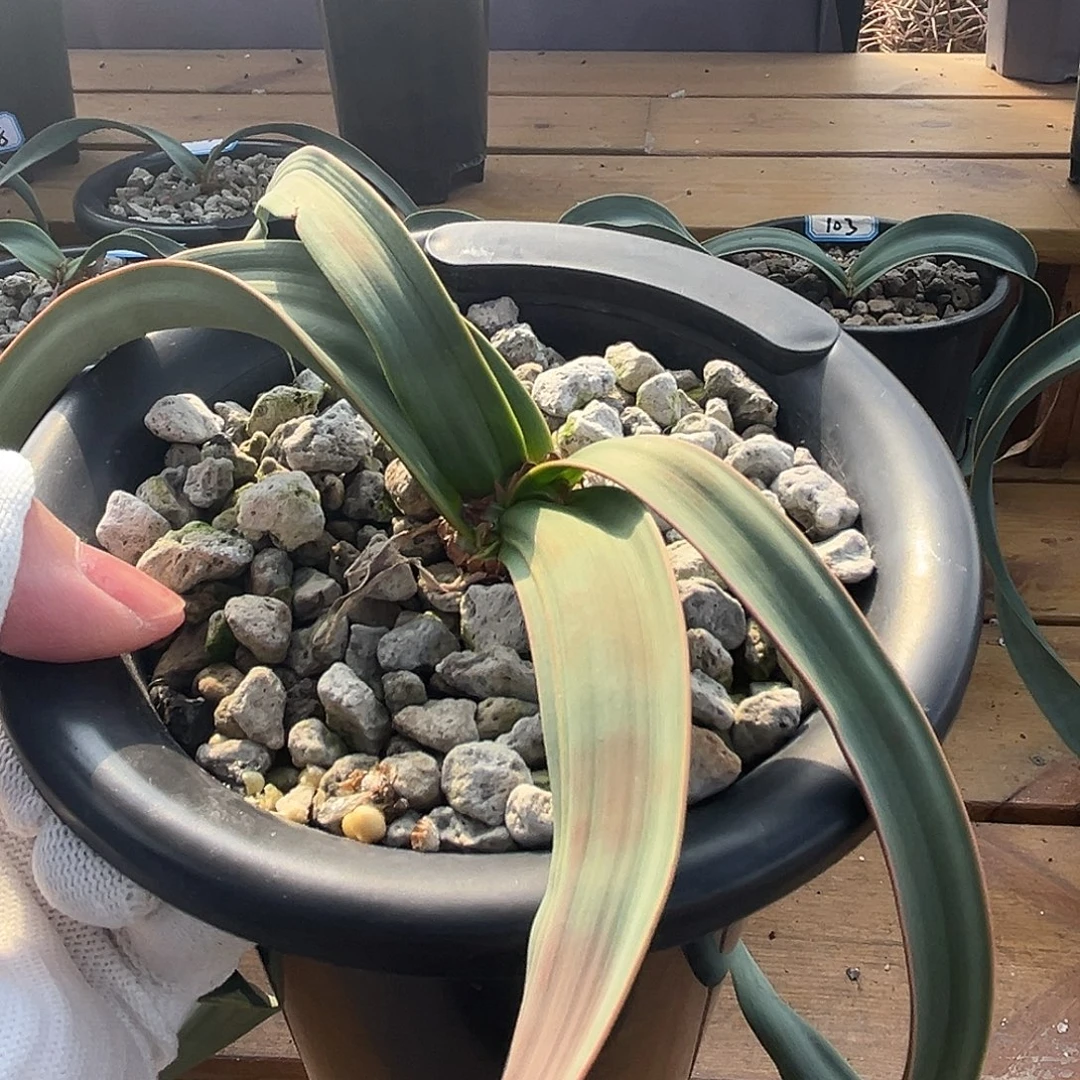 汤圆植物四个叶片特别红边