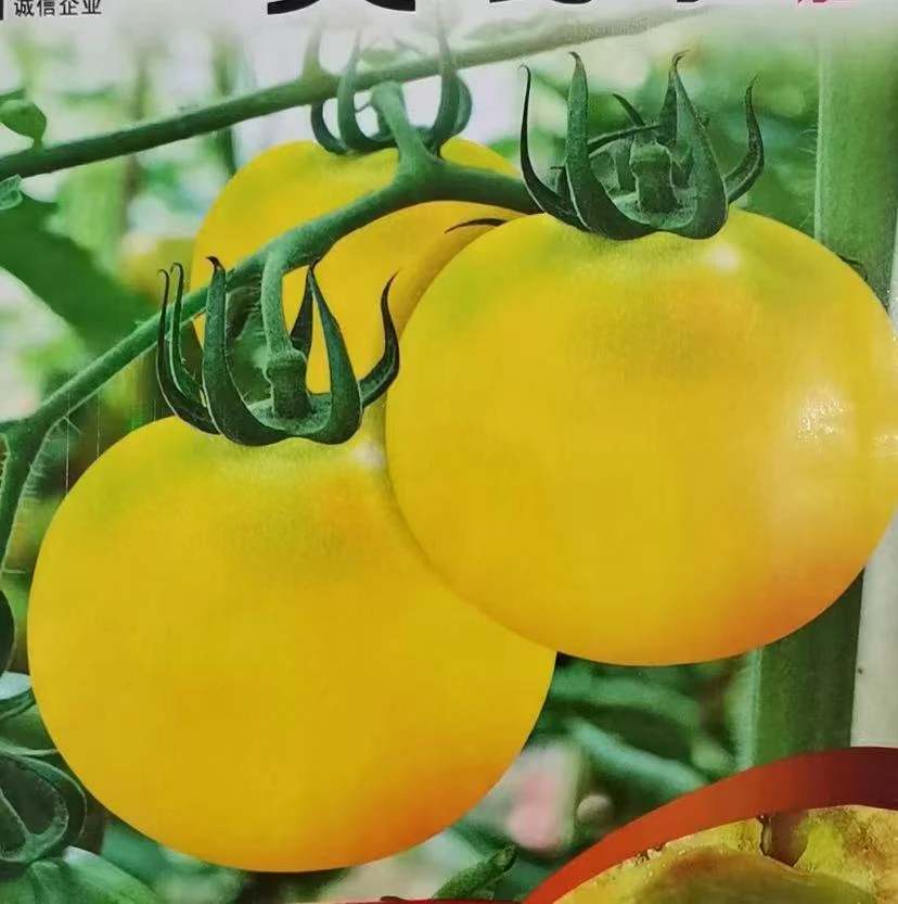 【黄嘎啦果柿子种子】四季种植盆栽地栽阳台小院种植