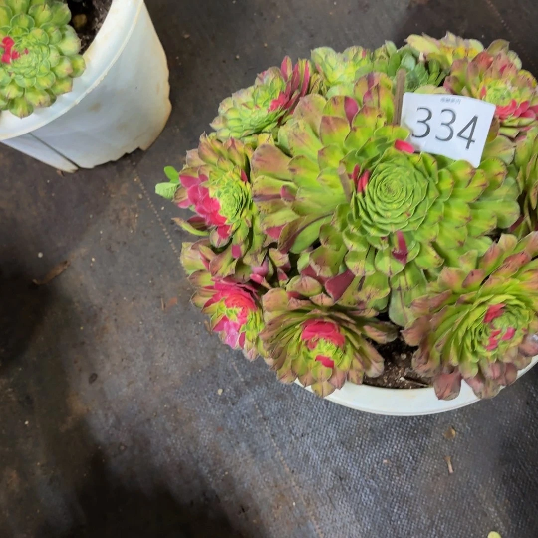 多肉植物哈哈福利334