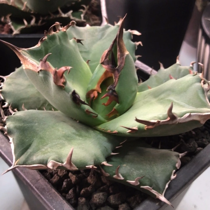 丘比特仁王冠龙舌兰