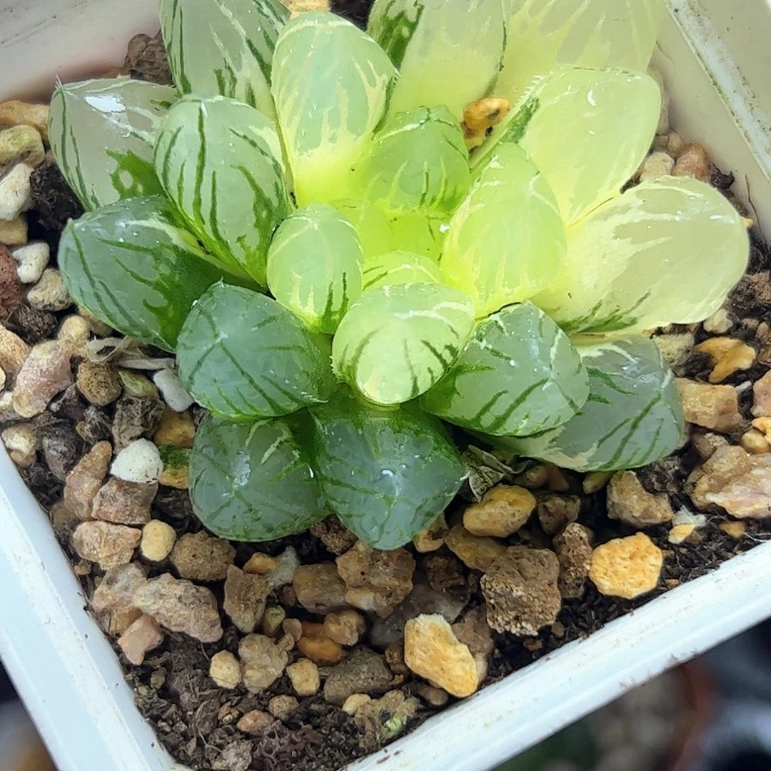 Om锦十二卷多肉植物