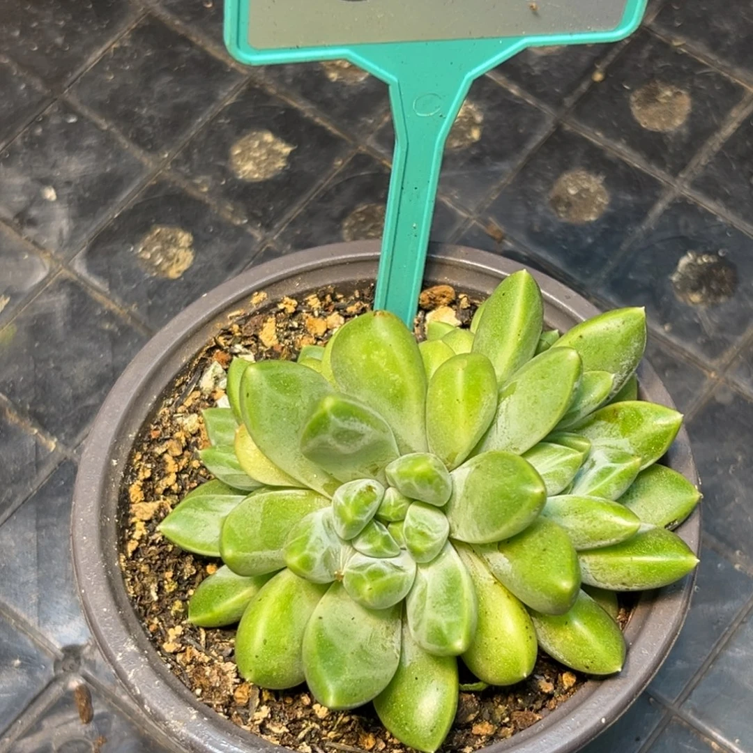 多肉植物雨花石350