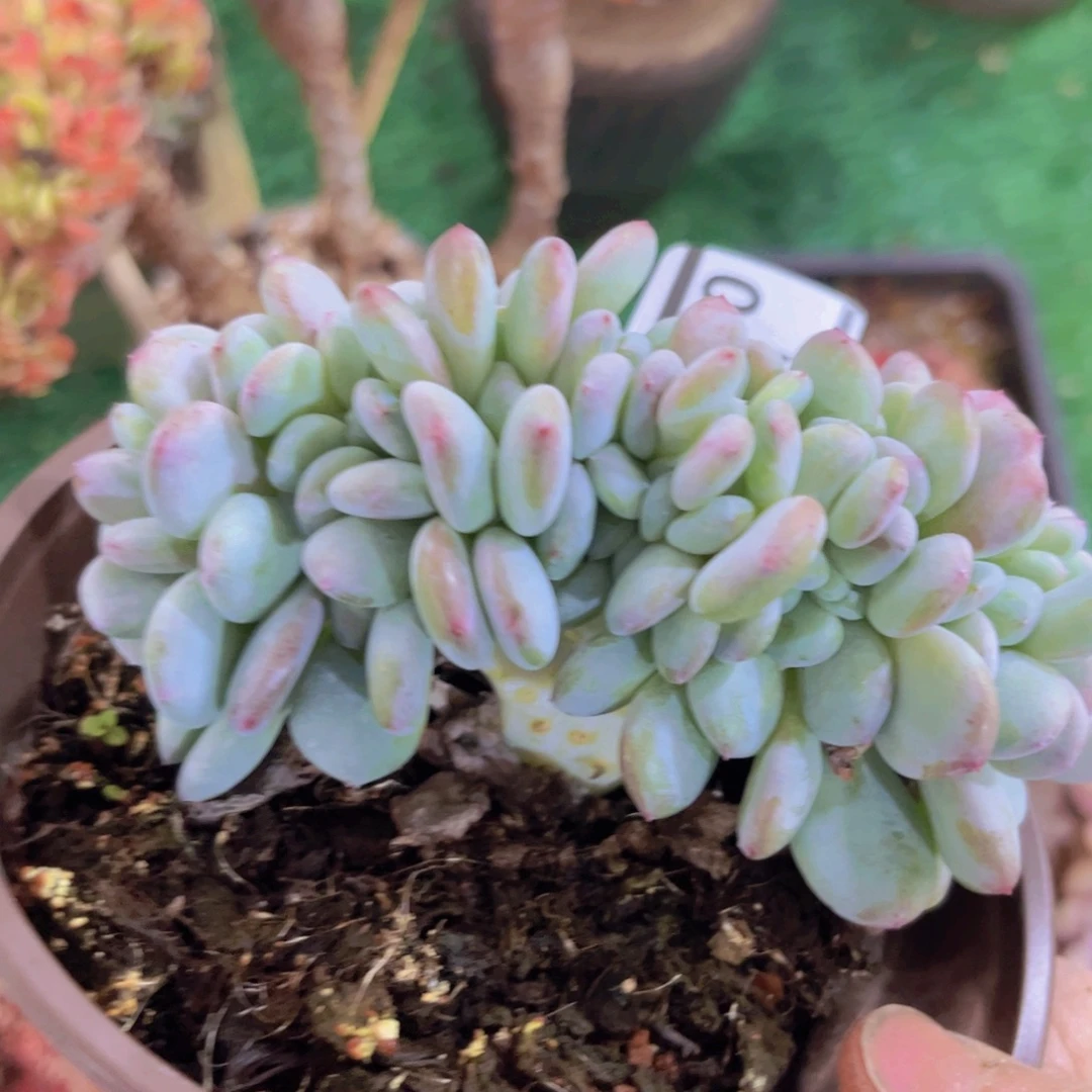 香雪海缀04184多肉植物