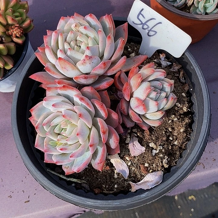 566粉蓝鸟肉肉肉肉肉