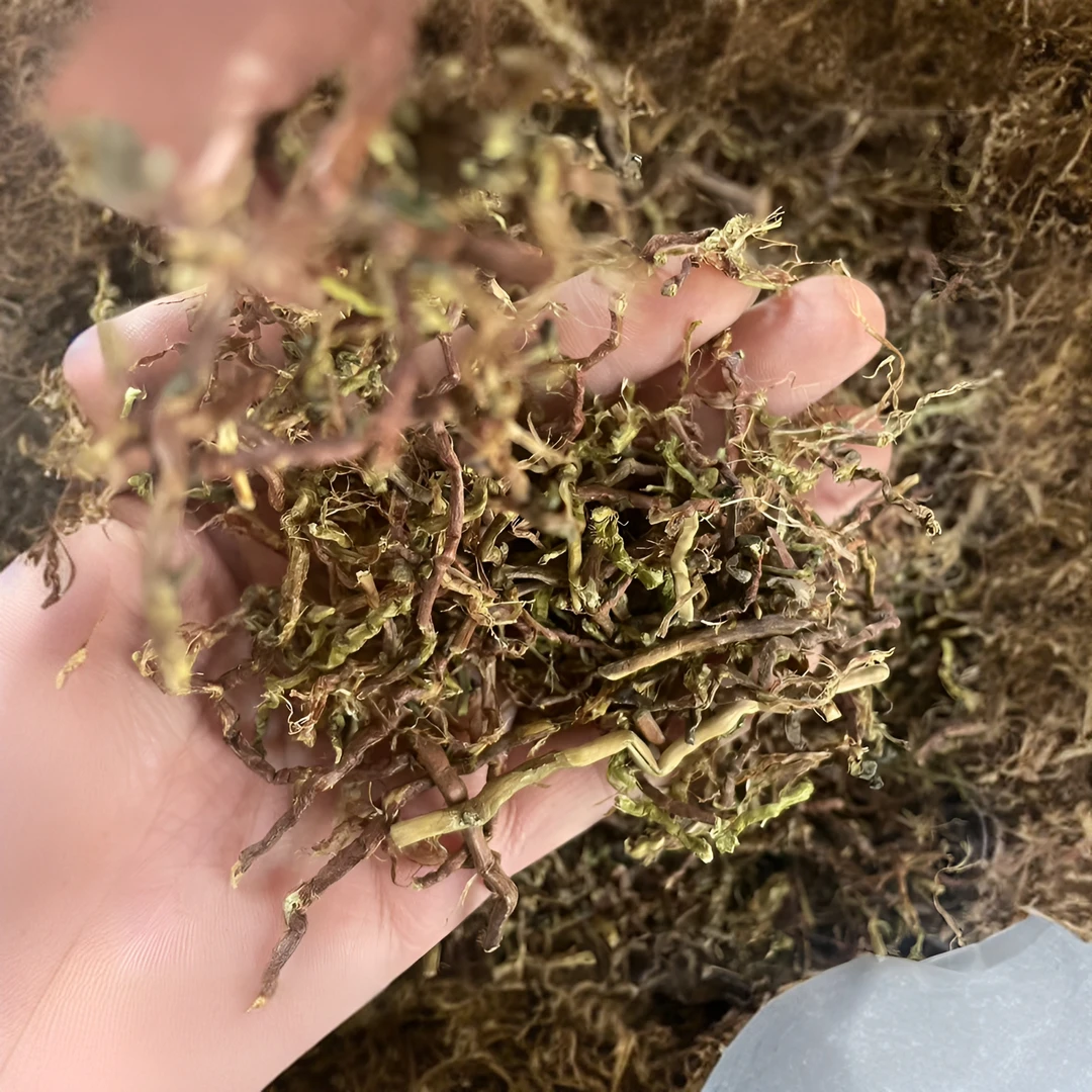 云南土特产 滋补农产品 仙*-蜜*-草