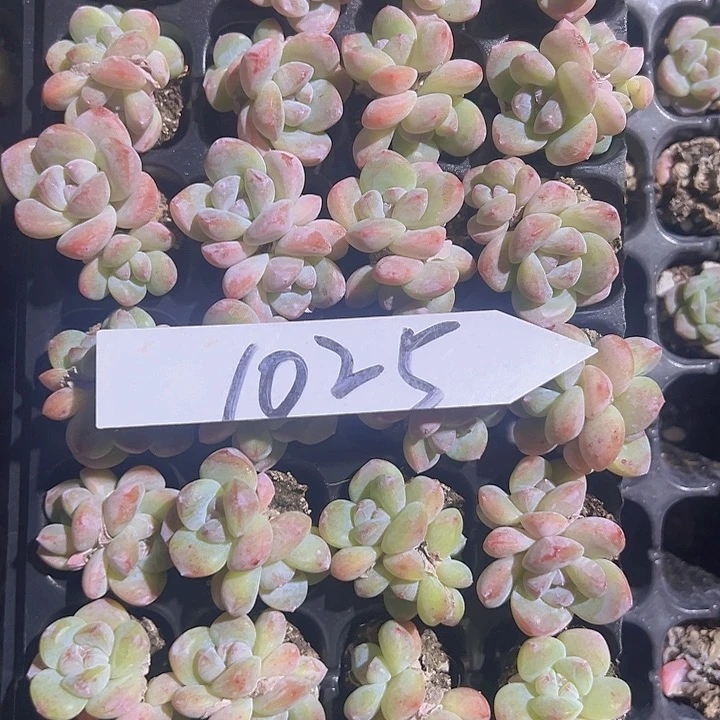 1025特惠双头奶油冰玉！