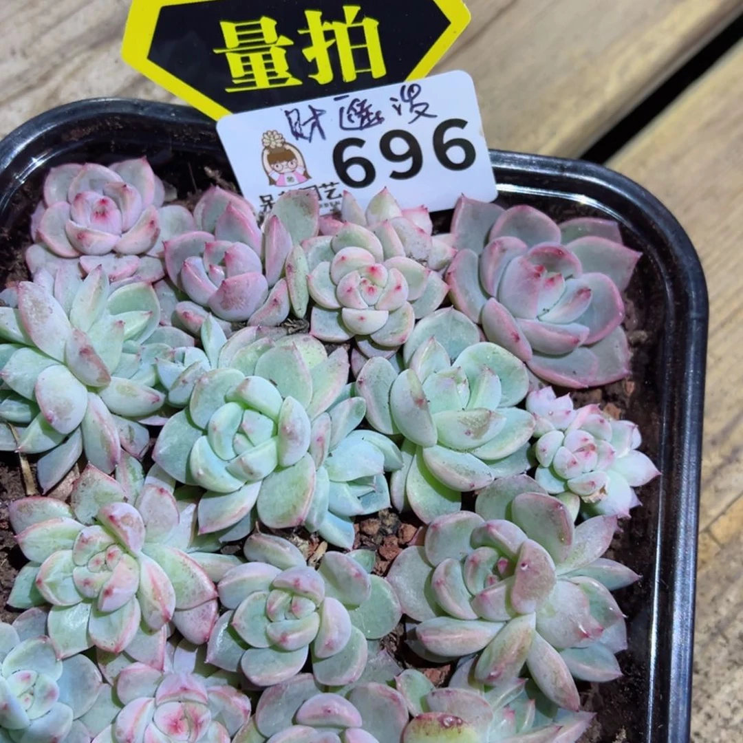 多肉植物多肉植物