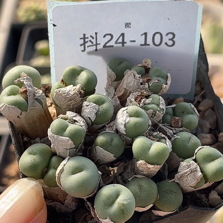 24-103小饼多肉植物