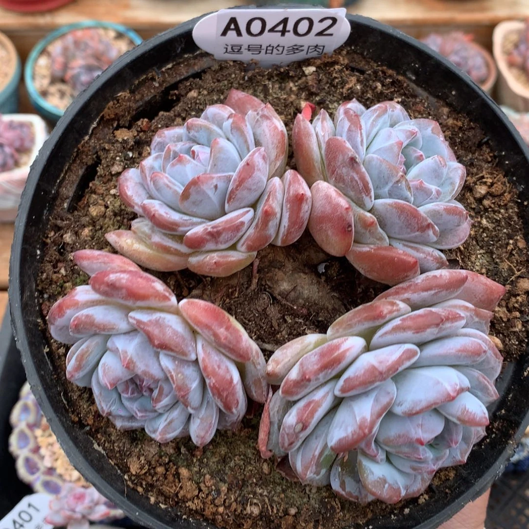 A0402 老桩粗腿星影 无砍 13cm