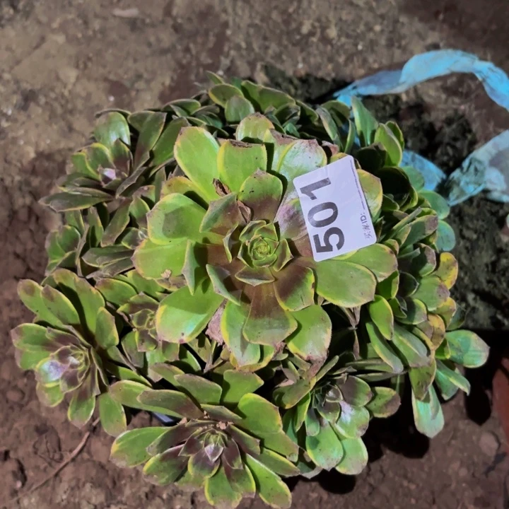501糖心半夏多肉植物