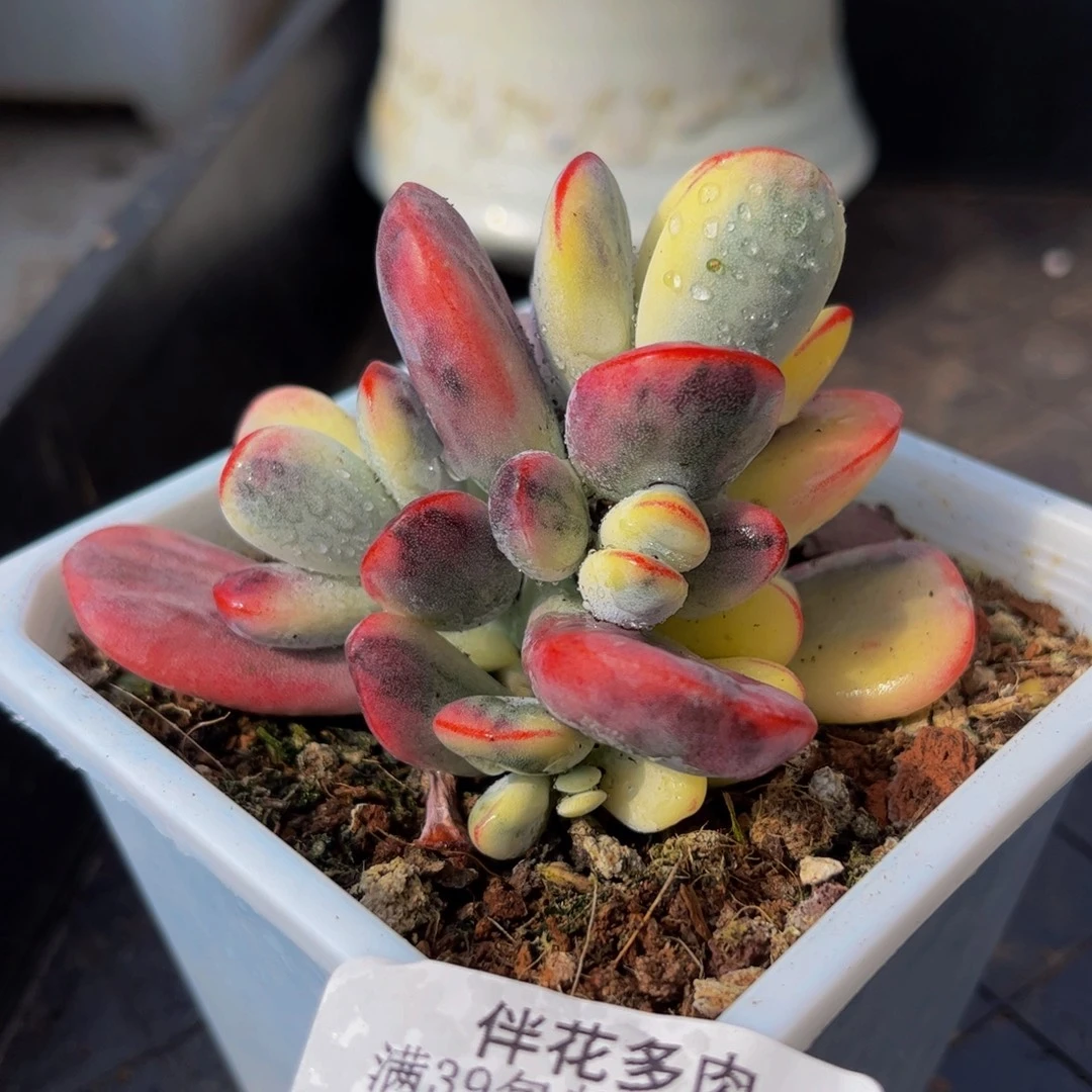 450-乒乓福娘锦多肉6cm
