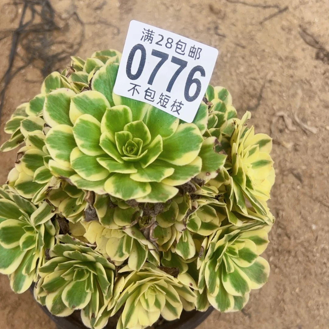 迈巴赫多肉植物法师0776