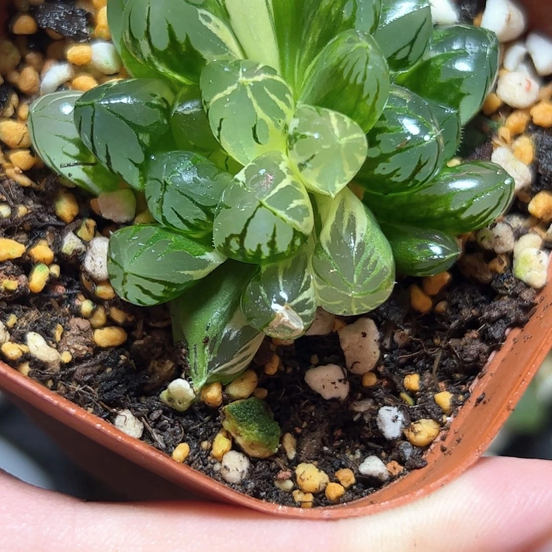 水晶灯锦十二卷多肉植物