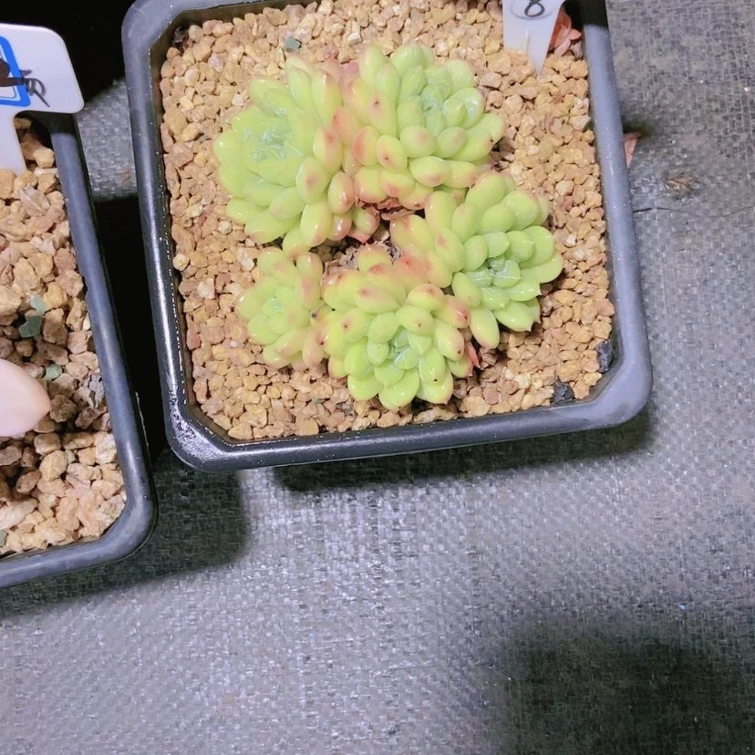 【闪购商品】乐*z2254