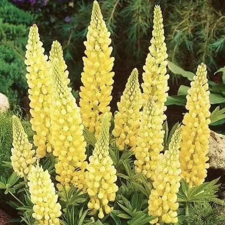 四季播种易活鲁冰花阳台盆栽庭院花羽扇豆花卉植物开花不断