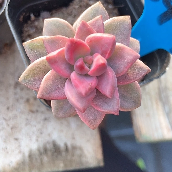 多肉植物隆月锦847