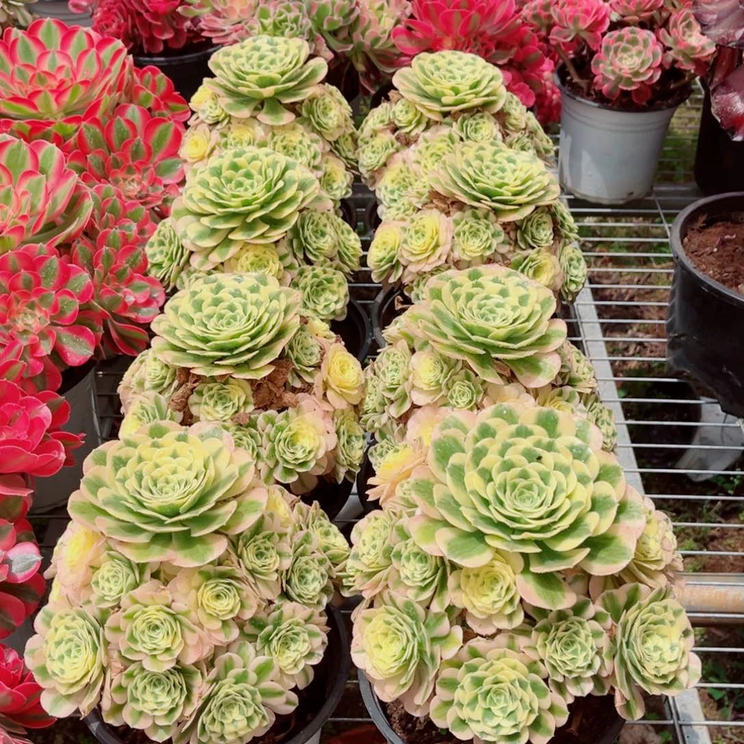 模特迈巴赫量拍多肉法师一个