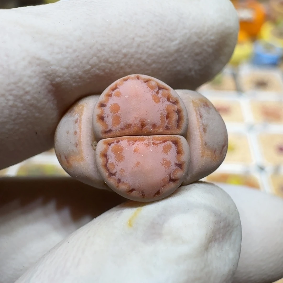 小****0225-10黄绿饼干干