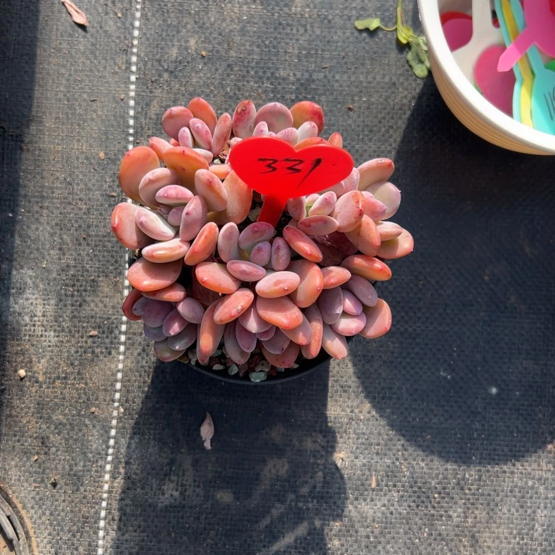 幸**随多肉植物一物一拍