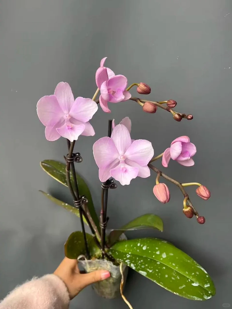 【神仙姐姐】精品蝴蝶兰花室内阳台办公室高端花卉绿植盆栽年宵花