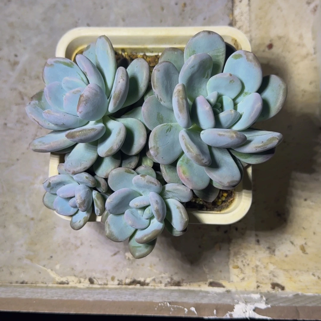 米雪奶 4头 一物一拍