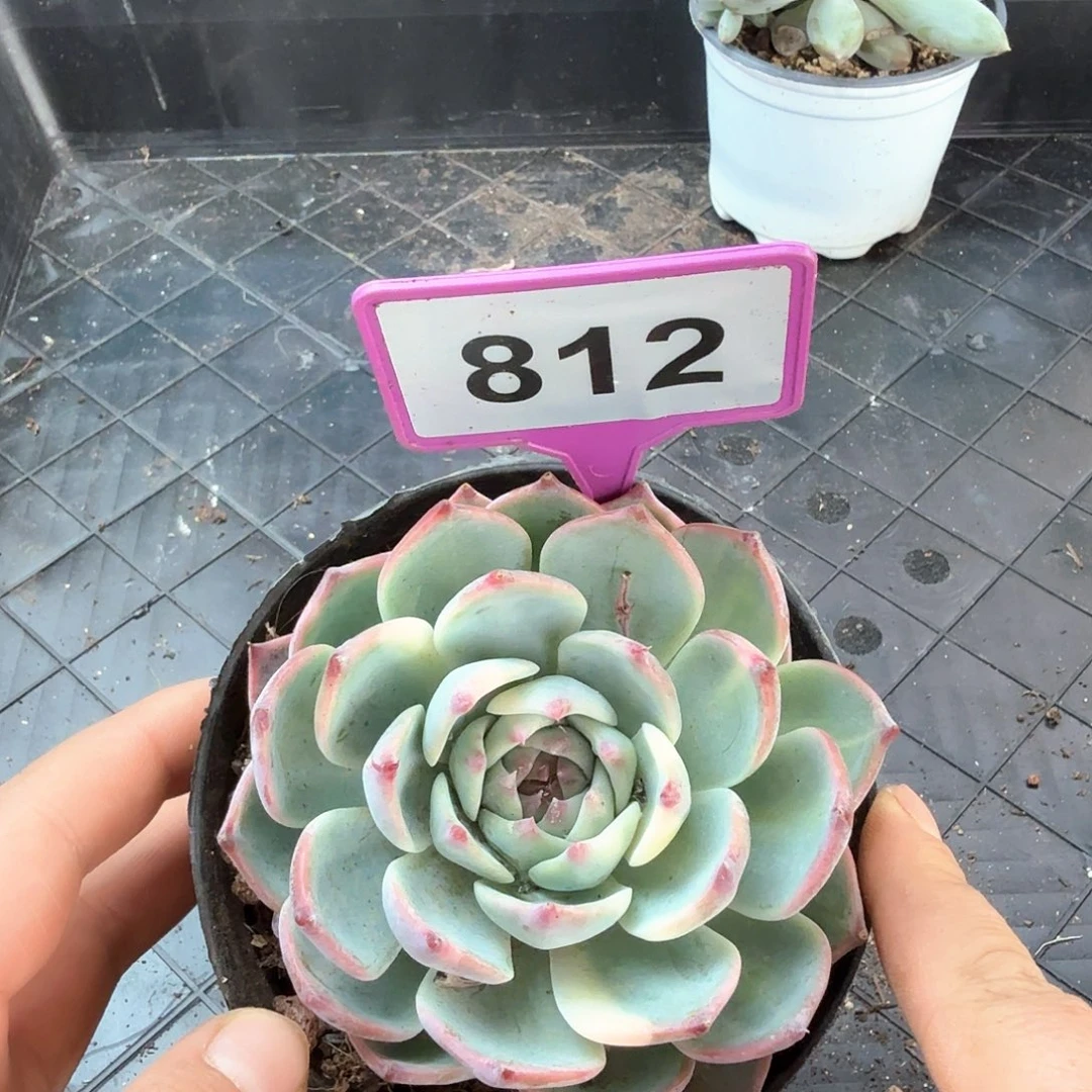 吉娃娃锦812一物一拍