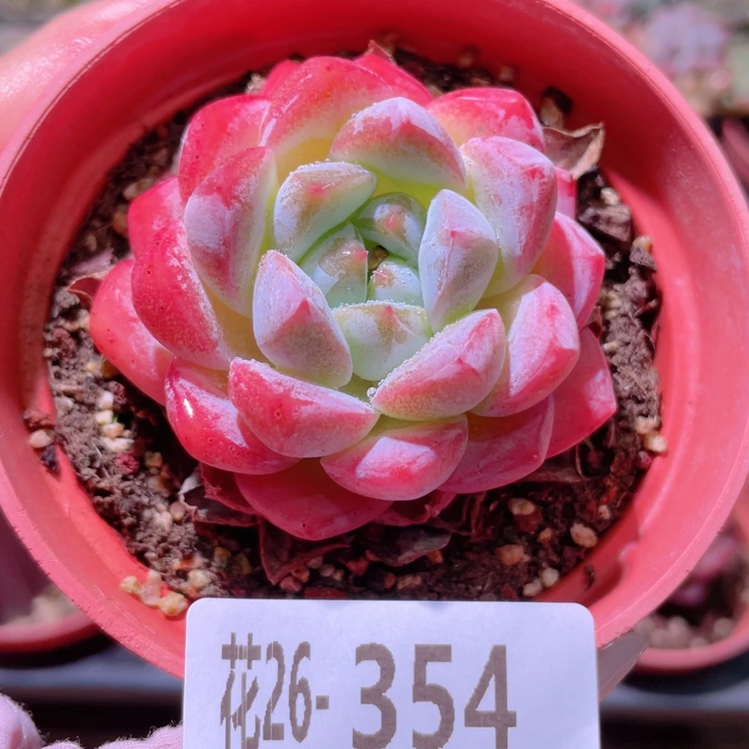 花利美26-354冰糖