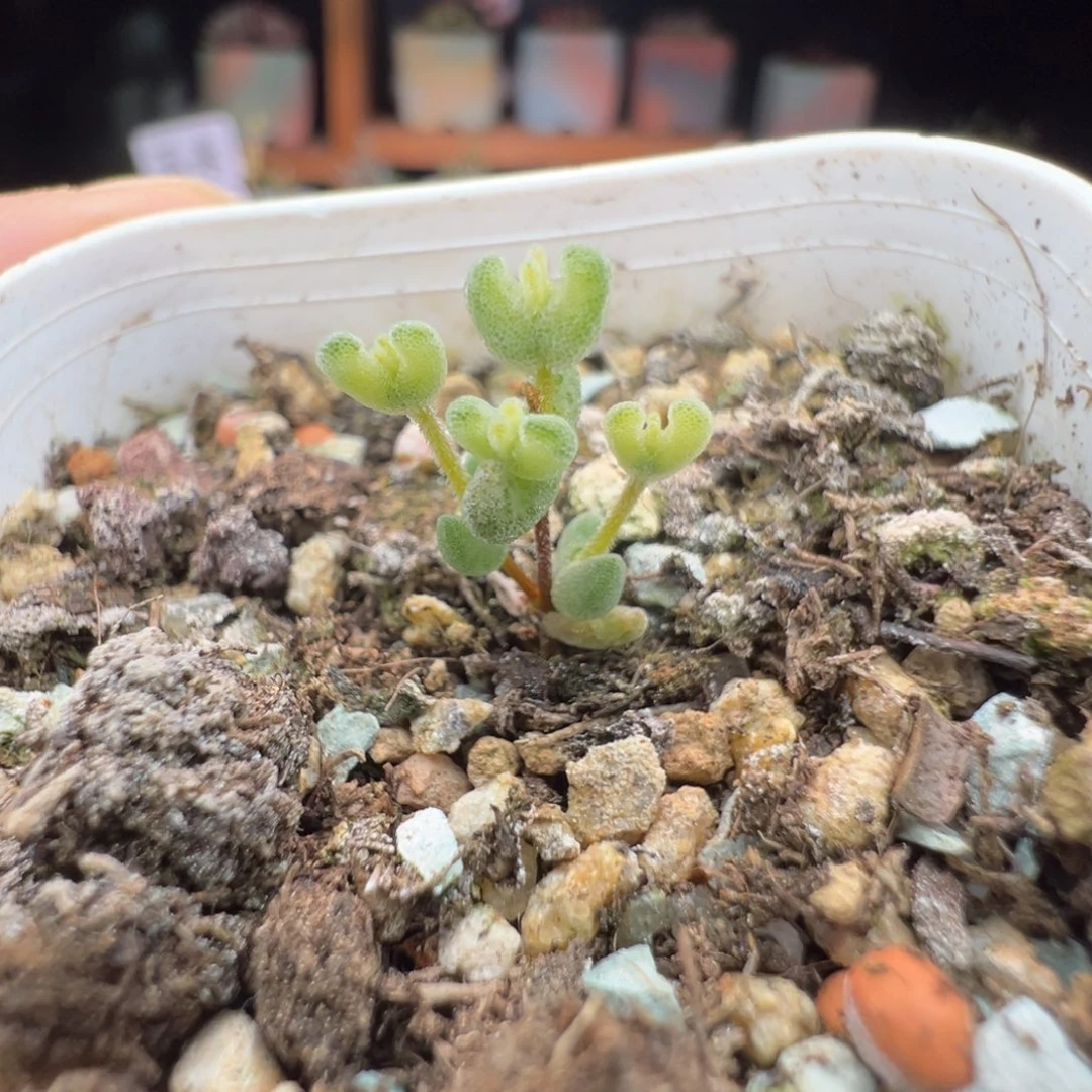 尺寸很小，1627月曲（带锦）拍下不退不换